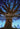 Wishtree