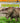 Triceratops (Little Paleontologist)