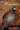 On Bobwhites (Volume 27) (W. L. Moody Jr. Natural History Series)