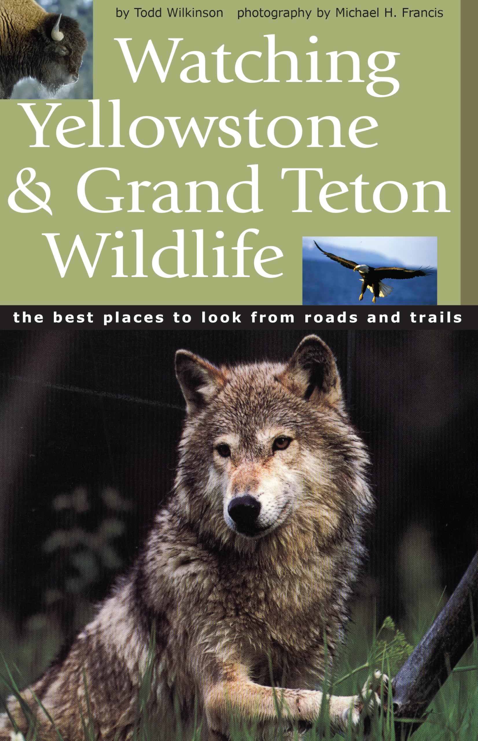 Watching Yellowstone and Grand Teton Wildlife: The Best Places to Look from Roads and Trails - 7589
