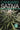 Cannabis Sativa Volume 2: The Essential Guide to the World's Finest Marijuana Strains