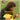 Celtic Music for Cittern & Guitar