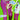Midnite Vultures