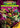 Teenage Mutant Ninja Turtles: Ultimate Showdown