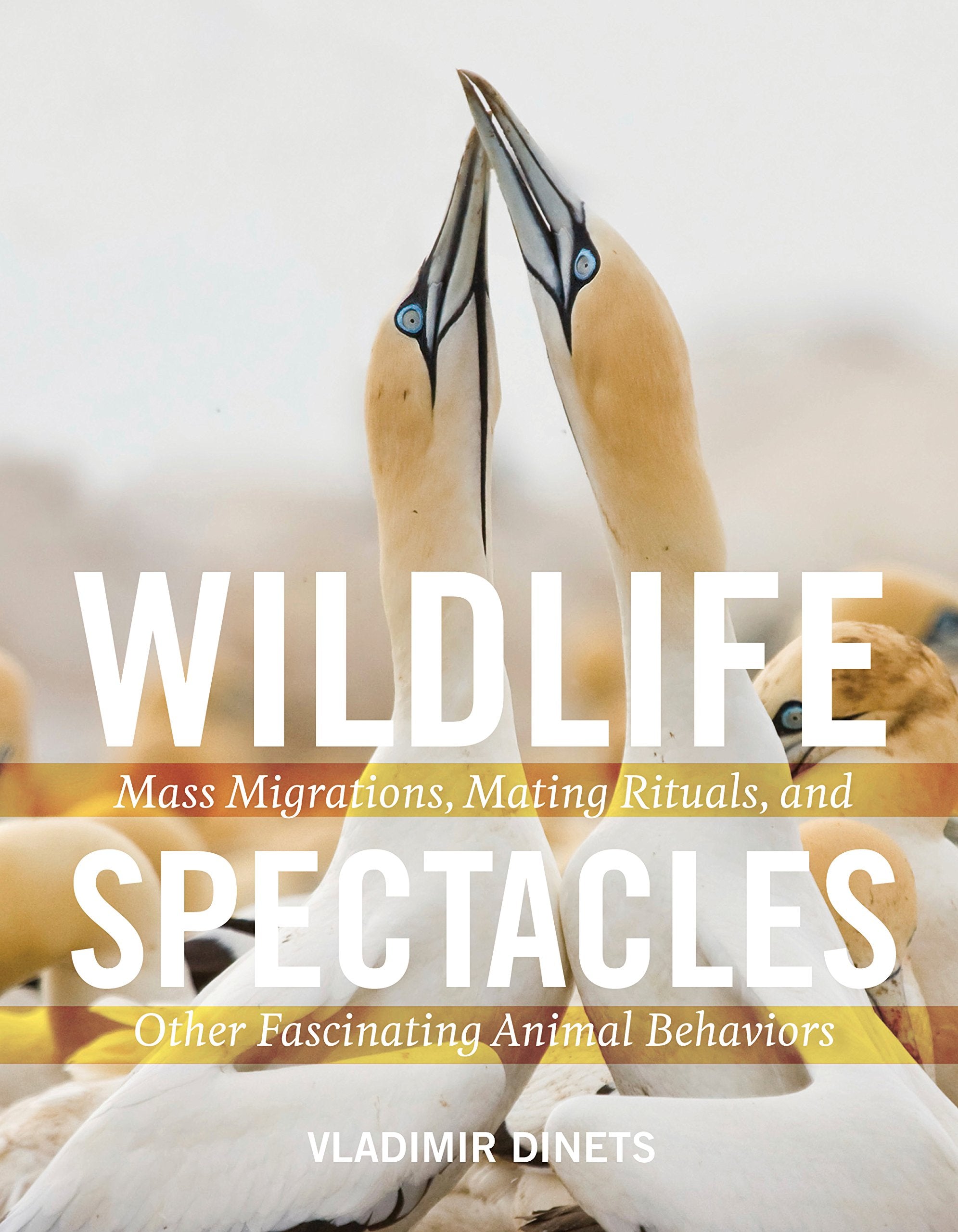 Wildlife Spectacles: Mass Migrations, Mating Rituals, and Other Fascinating Animal Behaviors - 8844