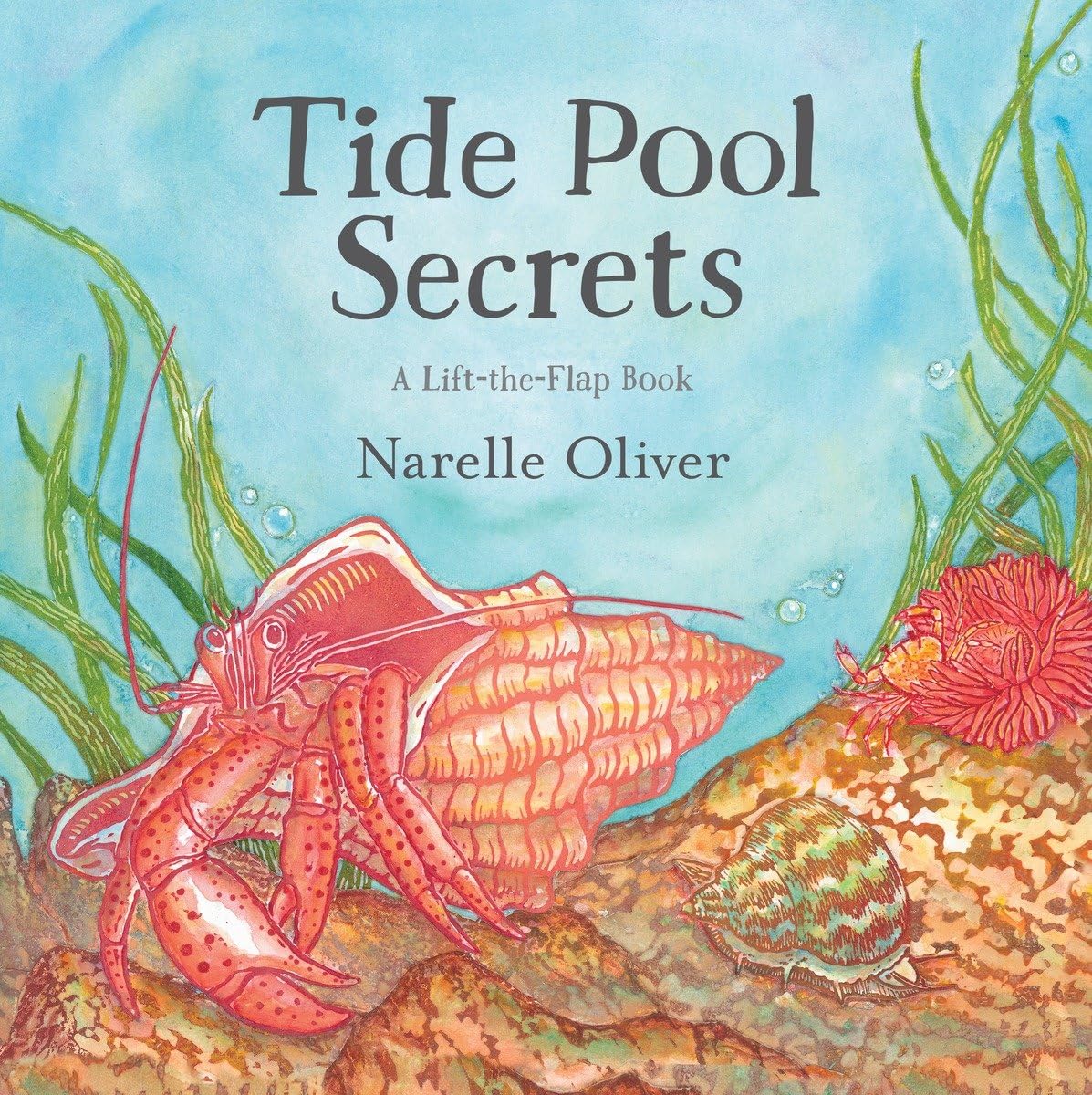 Tide Pool Secrets - 5311