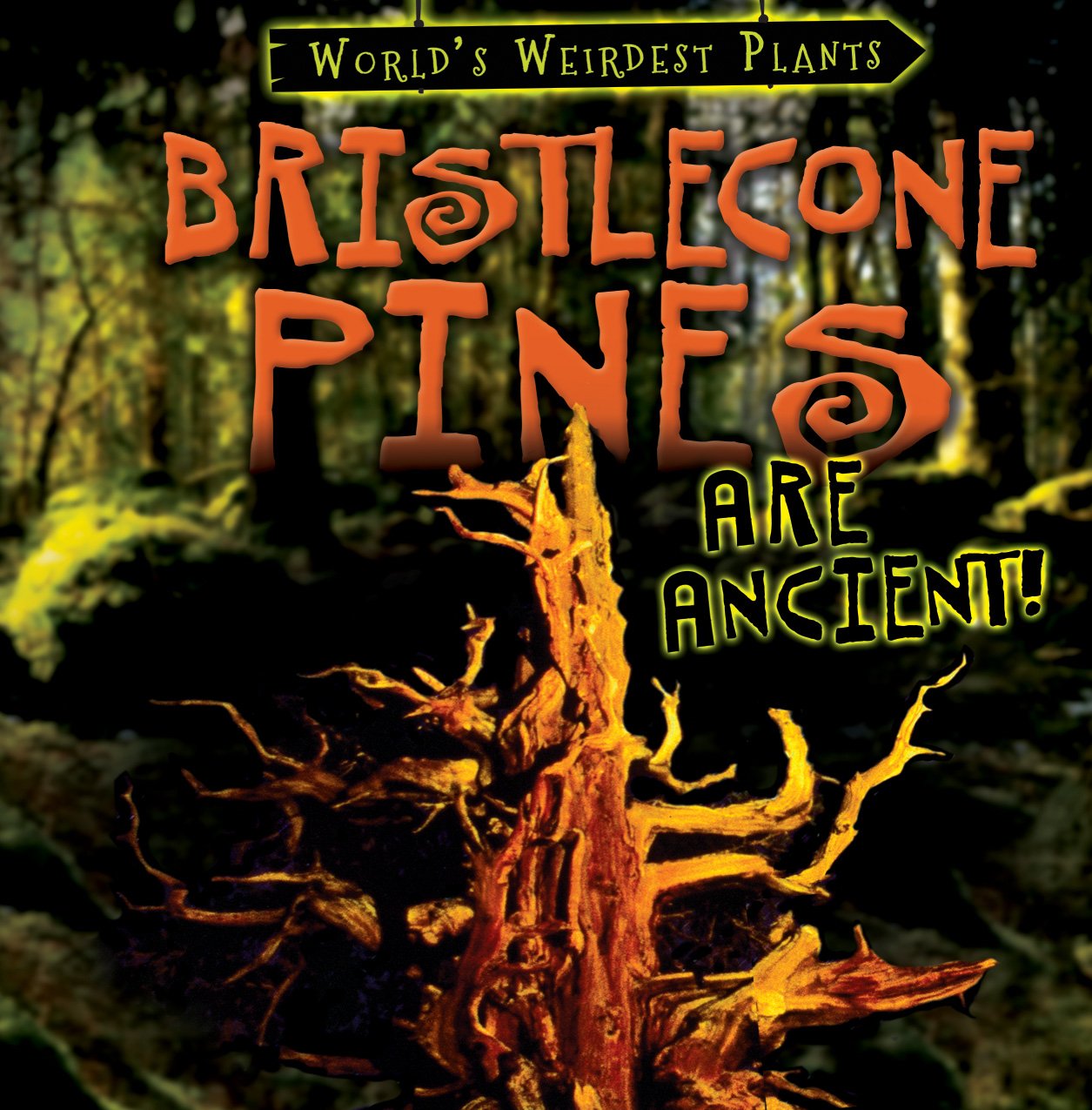 Bristlecone Pines Are Ancient! (World's Weirdest Plants) - 6473