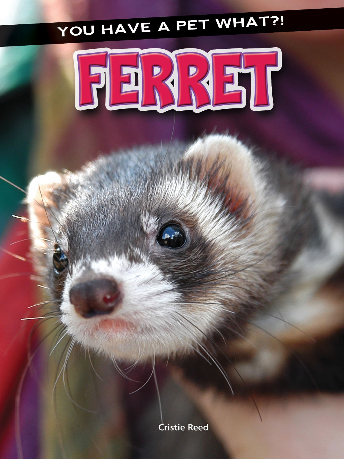 Ferret (You Have a Pet What?!) - 6941