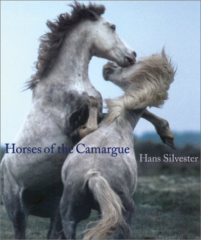 Horses of the Camargue - 9944