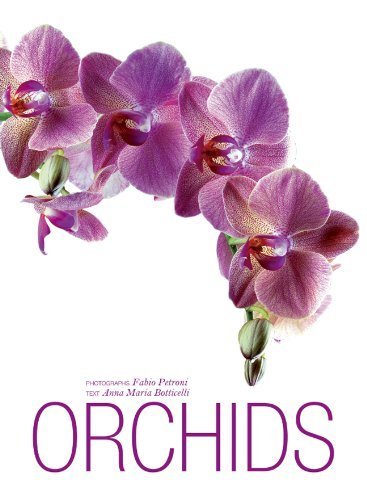 Orchids - 9243